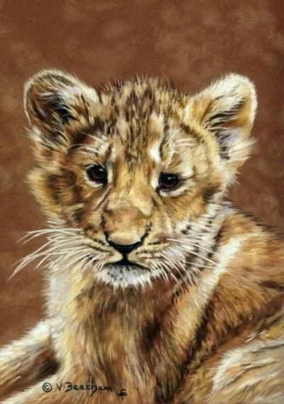 Asian Lion Cub