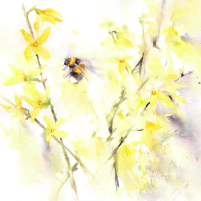 Bee on Forsythia