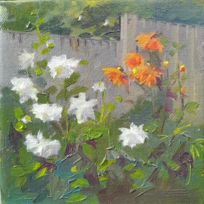 Dahlias in the garden