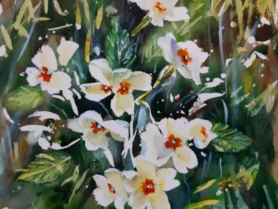 Everlasting Primroses