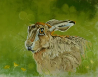 Hare in meadow