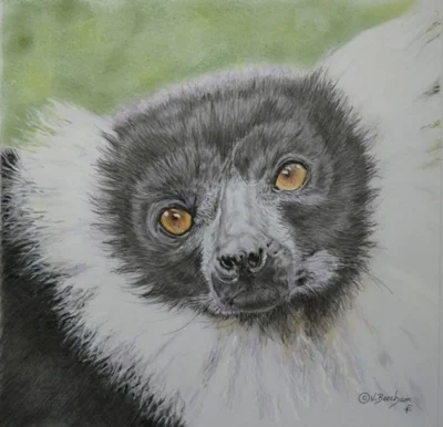 Lemur