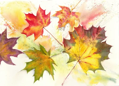 Maple leaves