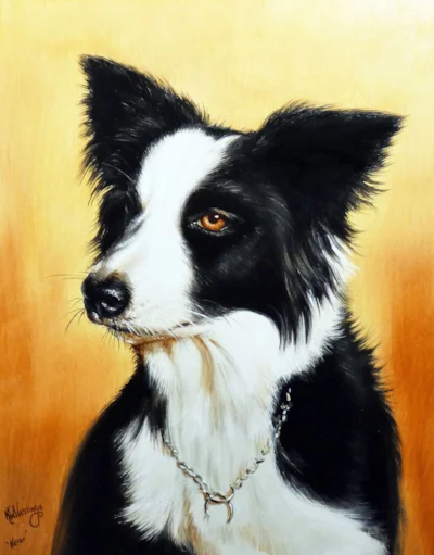  P32-bordercollie-keithhastings