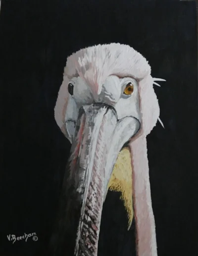 Pelican