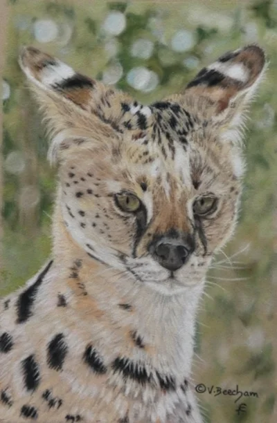 Serval