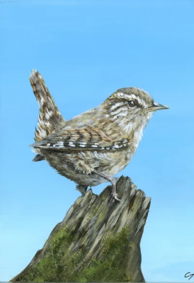 Wren - acrylic1